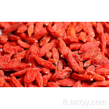 goji rouge sauvage chinois